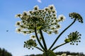 Sosnovsky cow parsnip Heracleum-threat herbaceous flowering plant. large flowers against the sky