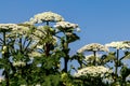Sosnovsky Heracleum-threat herbaceous flowering plant. parts of plant contain intense toxic allergen furanocoumarin