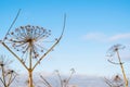 Sosnovsky\'s hogweed. Dry stems of an umbrella plant against the blue sky Royalty Free Stock Photo