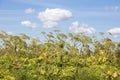 Sosnowsky hogweed during a sunny day Royalty Free Stock Photo