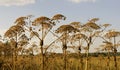 Sosnowsky's Hogweed Royalty Free Stock Photo