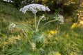 Sosnowsky& x27;s hogweed growing near the local road. A very dangerous plant that causes heavy skin burns