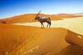 Sossusvlei dunes oryx