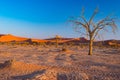 Sossusvlei Namibia, scenic clay salt flat with braided Acacia trees and majestic sand dunes. Namib Naukluft National Park, travel Royalty Free Stock Photo