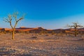 Sossusvlei Namibia, scenic clay salt flat with braided Acacia trees and majestic sand dunes. Namib Naukluft National Park, travel Royalty Free Stock Photo