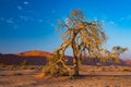 Sossusvlei Namibia, scenic clay salt flat with braided Acacia trees and majestic sand dunes. Namib Naukluft National Park, travel Royalty Free Stock Photo