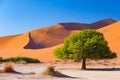 Sossusvlei Namibia, scenic clay salt flat with braided Acacia trees and majestic sand dunes. Namib Naukluft National Park, travel Royalty Free Stock Photo