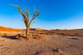 Sossusvlei Namibia, scenic clay salt flat with braided Acacia trees and majestic sand dunes. Namib Naukluft National Park, travel Royalty Free Stock Photo