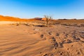 Sossusvlei Namibia, scenic clay salt flat with braided Acacia trees and majestic sand dunes. Namib Naukluft National Park, travel Royalty Free Stock Photo