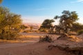 Sossusvlei Namibia, scenic clay salt flat with braided Acacia trees and majestic sand dunes. Namib Naukluft National Park, travel Royalty Free Stock Photo