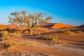 Sossusvlei Namibia, scenic clay salt flat with braided Acacia trees and majestic sand dunes. Namib Naukluft National Park, travel