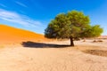 Sossusvlei Namibia, scenic clay salt flat with braided Acacia trees and majestic sand dunes. Namib Naukluft National Park, travel Royalty Free Stock Photo