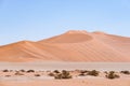 Sossusvlei Namibia, scenic clay salt flat with braided Acacia trees and majestic sand dunes. Namib Naukluft National Park, travel Royalty Free Stock Photo