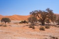 Sossusvlei Namibia, scenic clay salt flat with braided Acacia trees and majestic sand dunes. Namib Naukluft National Park, travel Royalty Free Stock Photo