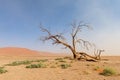 Sossusvlei in a sandstorm Royalty Free Stock Photo