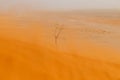 Sossusvlei in a sandstorm Royalty Free Stock Photo