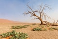 Sossusvlei in a sandstorm Royalty Free Stock Photo