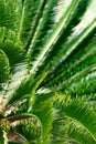 Sothern palm. Selective focus Royalty Free Stock Photo