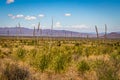 Sotol in the Chihuahuan Desert