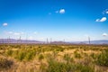 Sotol in the Chihuahuan Desert