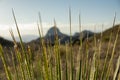 Sotol Leaves With Mountains In The Distance