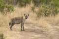 Sotted Hyena crossing the forest path in the morning light at Masai Mara, Kenya Royalty Free Stock Photo