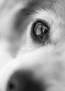 Close up of soulful looking dog`s eye