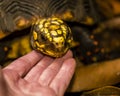 Close-up of red-footed tortoise being stroked under the chin by human hand. Royalty Free Stock Photo