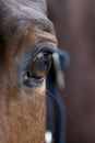 soul of horse showing in his eye Royalty Free Stock Photo