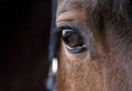 soul of horse showing in his eye Royalty Free Stock Photo