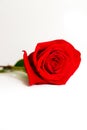 The Soul of a Red Rose Royalty Free Stock Photo