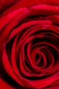 The Soul of a Red Rose Royalty Free Stock Photo