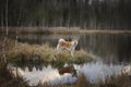 Akita contemplates on the lake