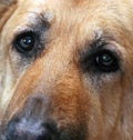 Soulful Dog Eyes Royalty Free Stock Photo