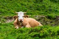 The soulful expression of a cow after grazing on the Graukogel mountain in the Austrian Alps. Royalty Free Stock Photo