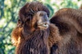 Soulful Looking Bactrian Camel