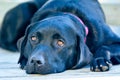 soulfull labrador retriever Royalty Free Stock Photo