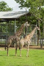 Soulmate Giraffe mating on the farm ,Thailand. Royalty Free Stock Photo