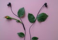 Sound and music concept.Black headphones with green leaves and a rose bud isolated on pink background.Minimal nature concept.