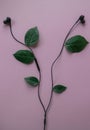 Sound and music concept.Black headphones with green leaves and a rose bud isolated on pink background.Minimal nature concept.