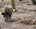 Sounder of boars Royalty Free Stock Photo