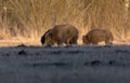 Pack of wild boars feeds in the meadows in early spring Royalty Free Stock Photo