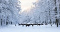 Wild Boars Roaming in Snowy Winter Forest Landscape with a Glimmer of Sunlight Royalty Free Stock Photo