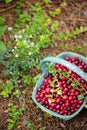 sour berry cranberries in a blue wicker basket in the garden near the cranberry bush