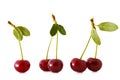 Sour cherries Royalty Free Stock Photo