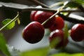 Sour cherries Royalty Free Stock Photo