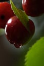 Sour cherries Royalty Free Stock Photo