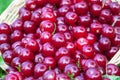 Sour cherries in basket Royalty Free Stock Photo