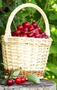 Sour cherries in basket Royalty Free Stock Photo