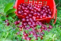 Sour cherries in basket Royalty Free Stock Photo